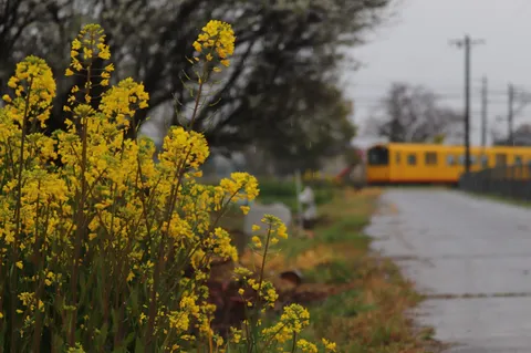 雨の路地に咲く黄の花