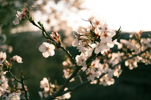 春の息吹、桜の儚さ