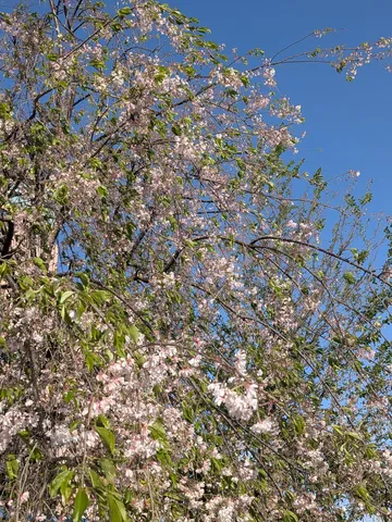 桜風と青空のほの景