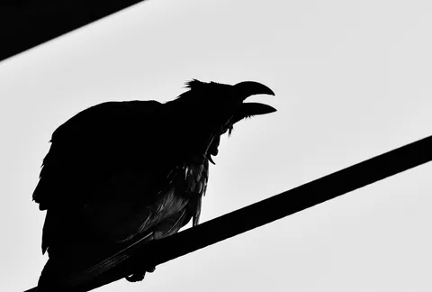 オペラ歌手、熱唱中