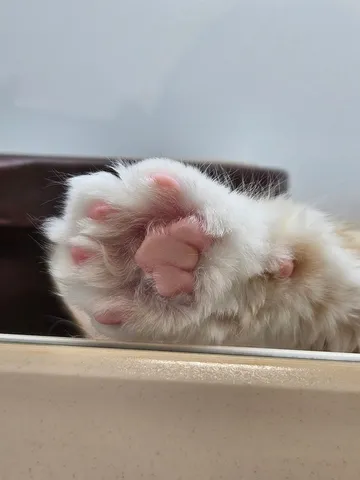 ふわもこ肉球にキュン♡