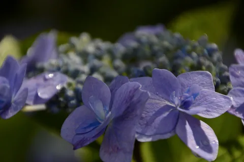 雫きらめく紫陽花の花