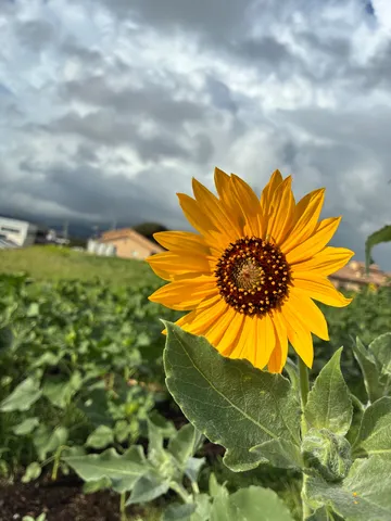 太陽を映すひまわり