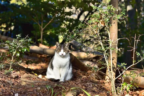 日向ぼっこの猫