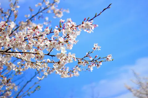 青空に映える満開の桜