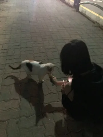 夜の散歩道、猫とのふれあい
