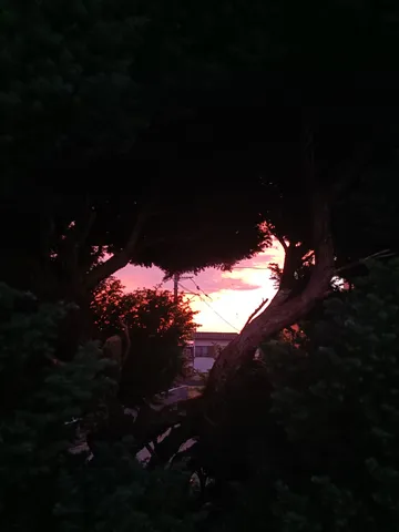 木々の隙間に沈む夕景