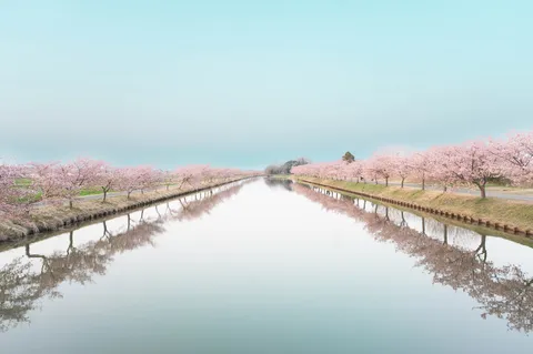 桜並木の水鏡