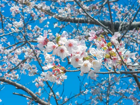 桜、青空に満開の主役感！