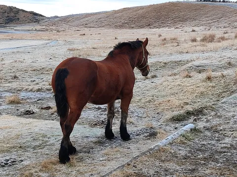霜降り、馬もおります