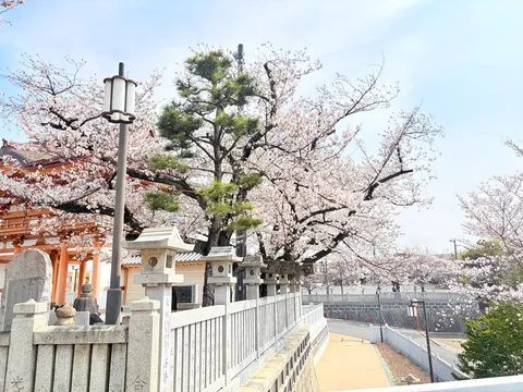 桜舞う古刹への参道