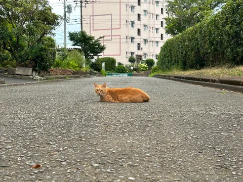 猫とおしゃべりな道