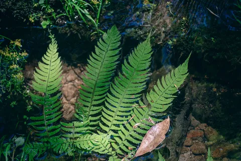 水辺のシダ、静寂の緑