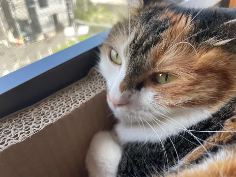 窓辺の三毛猫、憂いを帯びた眼差し