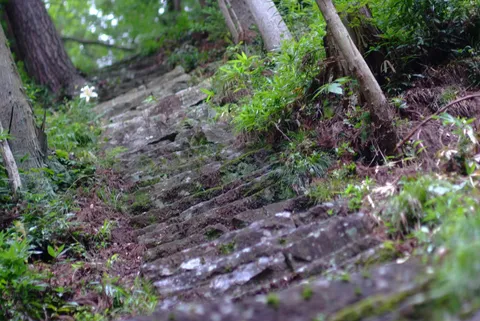 苔むす石段、緑の囁き