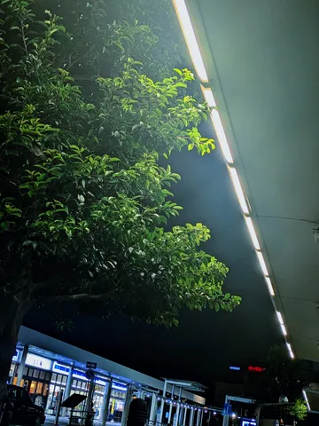 夜の木漏れ日、街灯の灯り