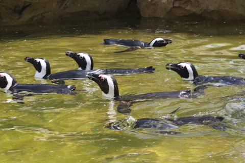 penguins swimming peacefully