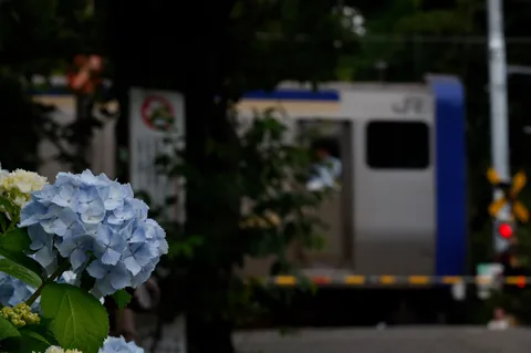 紫陽花と鉄道の邂逅