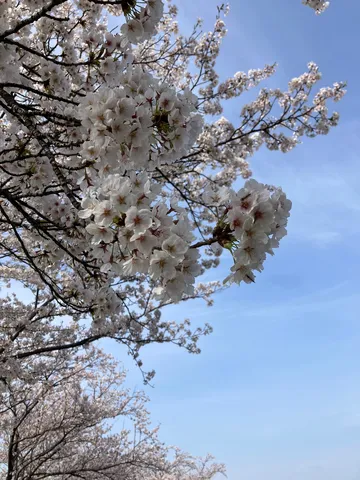 春風に舞う桜の息吹