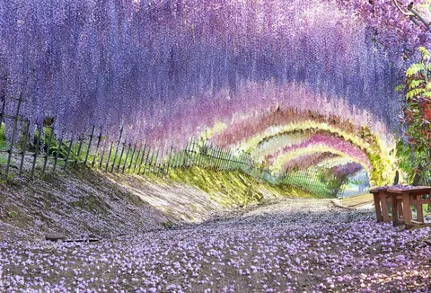 藤の花のトンネル、夢のような散歩道