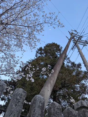 電柱と桜、静かな月夜