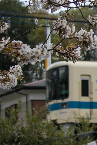桜と列車の、移ろう季節の邂逅
