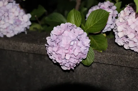夜に咲く、淡い紫の魔法