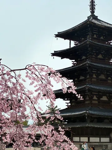 桜と木造塔の和風景色