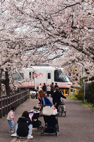 桜と「さくら」