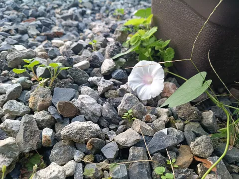 岩場に咲く白い朝顔