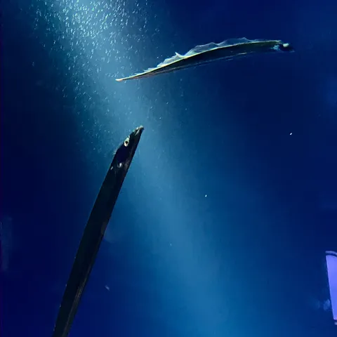 静寂の水中、細長い影