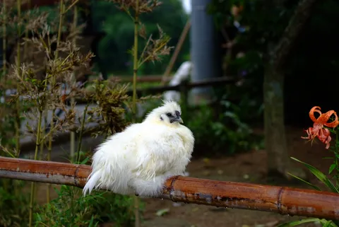 竹の上でひとやすみ、ふわふわの白鳥