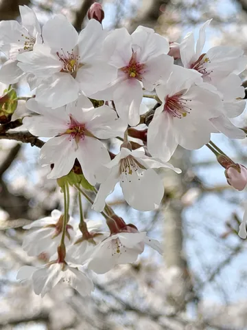 春の陽射しに輝く桜