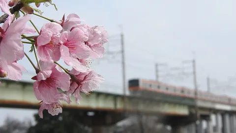 揺れる桜と遠い列車