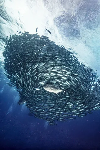 魚群の渦、巨魚の孤独