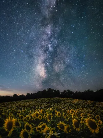 星降る夜のひまわり畑