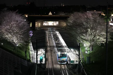 夜桜を抜ける彩り列車