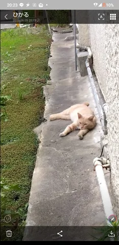 日陰に憩う猫、静かな時間