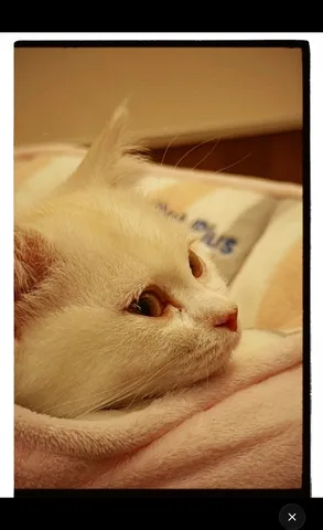毛布にくるまる猫の温もり