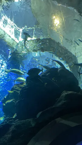 水槽の揺らぐ光と魚群