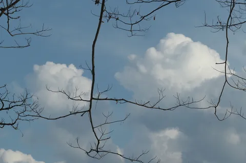 枯れ枝と青空のコントラスト