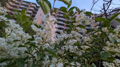 白い花のベールと暮れるビル