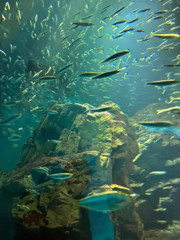 群れと岩の海の光景