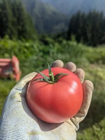 土から生まれた、太陽の色