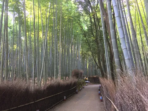 竹林の小径、光と影のコントラスト