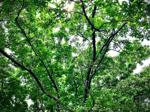 木漏れ日の木陰