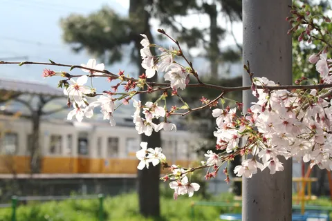 桜咲く線路の向こうに