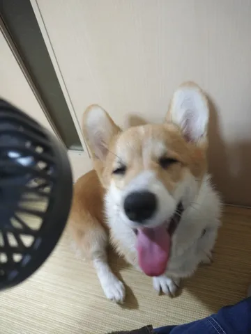扇風機とコーギー、夏のひととき