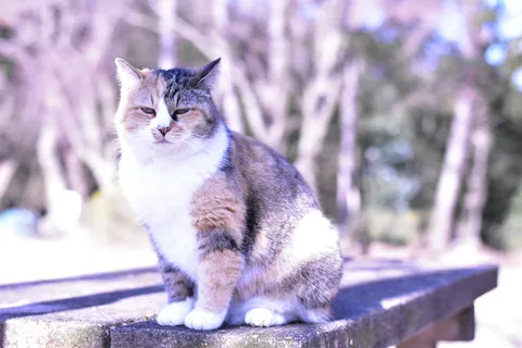 紫の背景と眠そうな猫