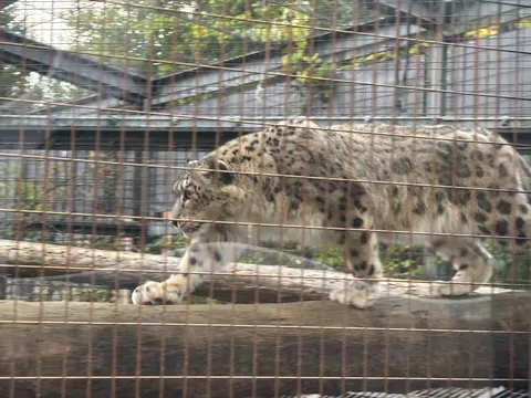 檻越しの静かな豹の姿